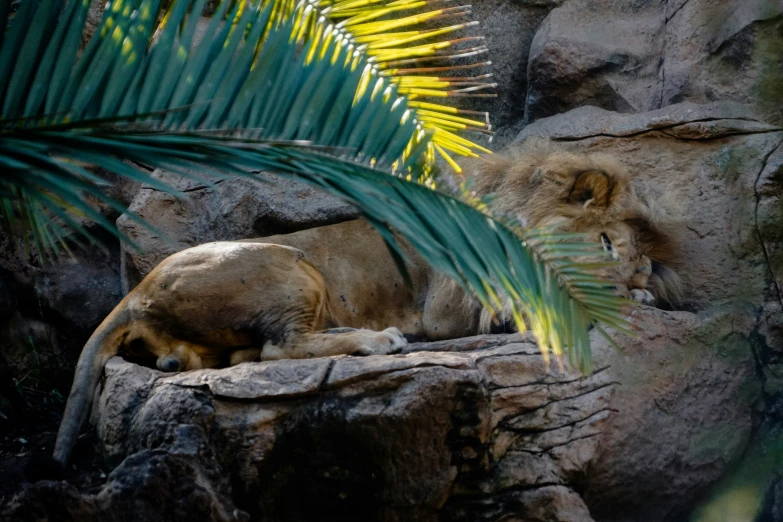 there is a big lion resting on the rocks near a tree