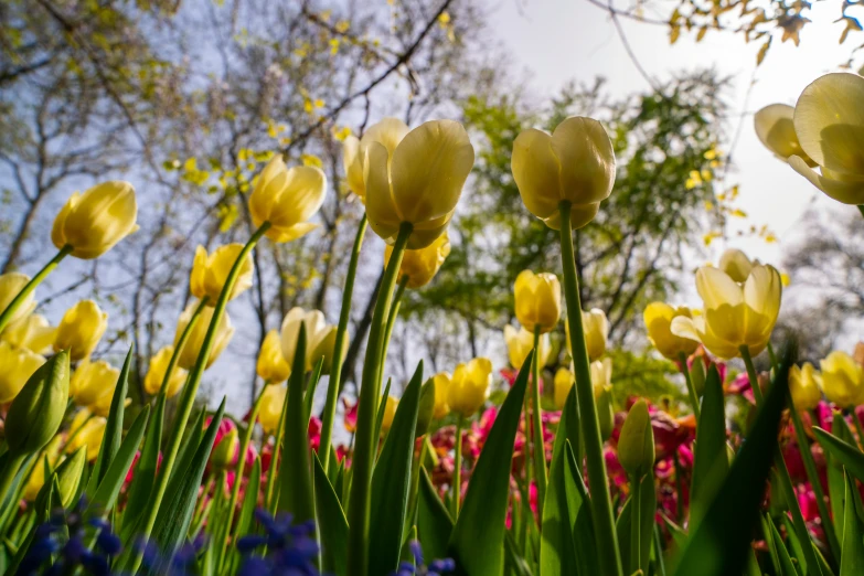 some yellow tulips are standing out among the other flowers