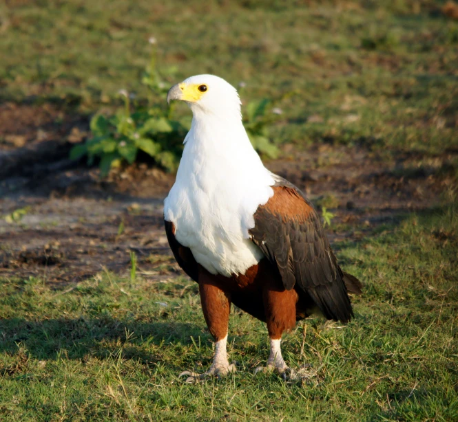a brown and white bird on the ground