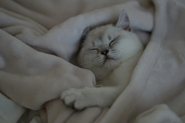there is a small cat that is sleeping in a blanket