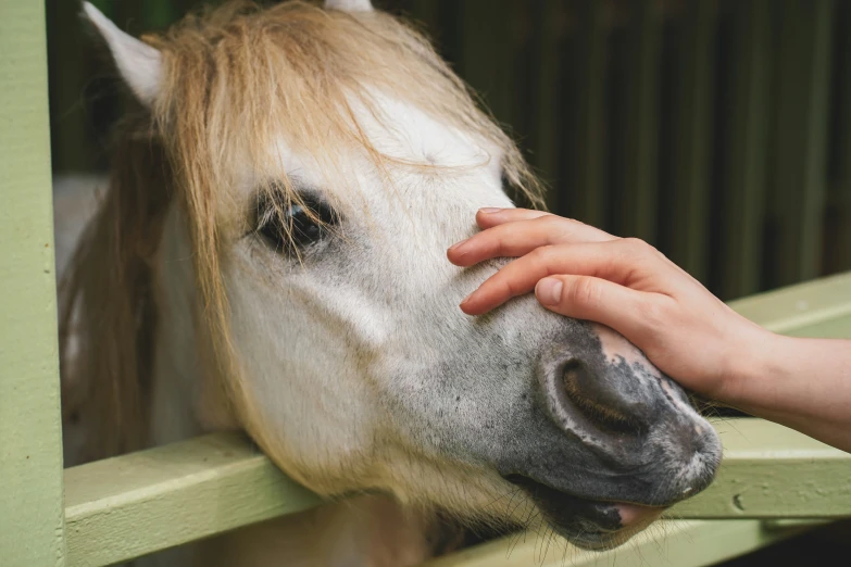 a person is petting a white and beige horse's nose