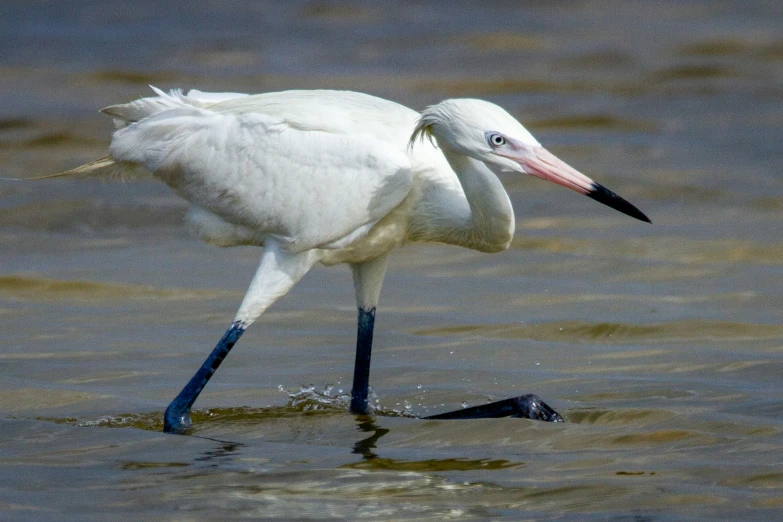 a close up of a bird with water in the background