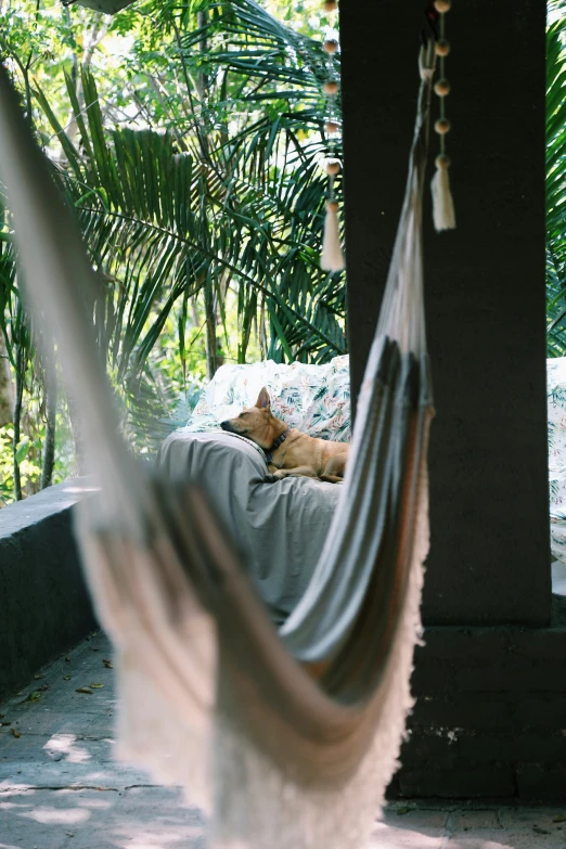 dog laying in a hammock with a tasseled neck hanging from it