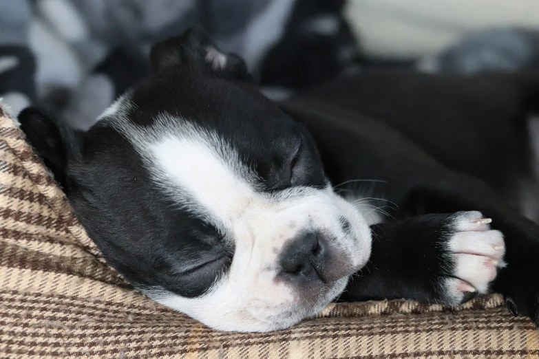 a small black and white dog is sleeping