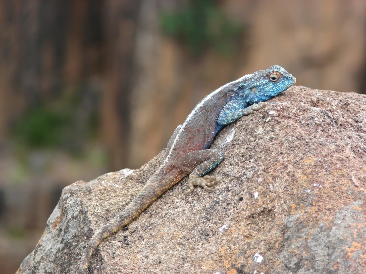 a lizard sits on a large rock near the woods