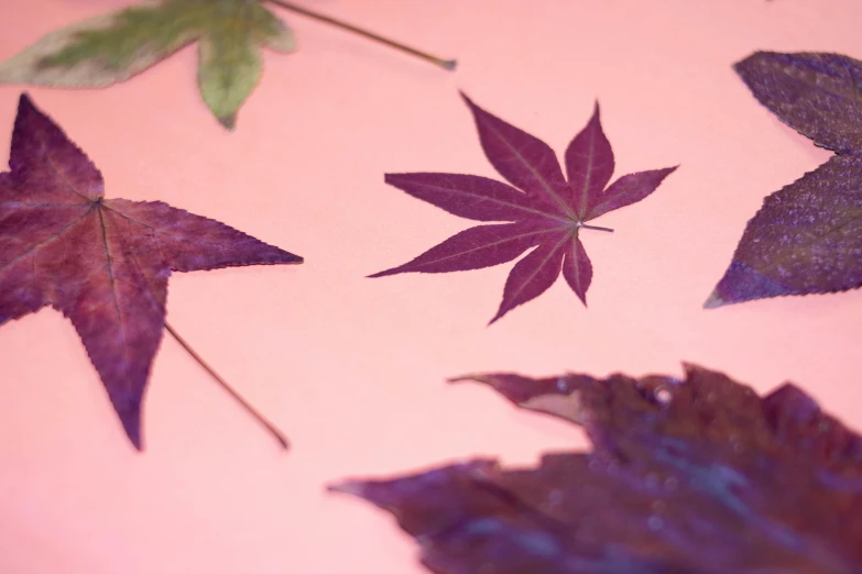 several different purple leaves on a pink background