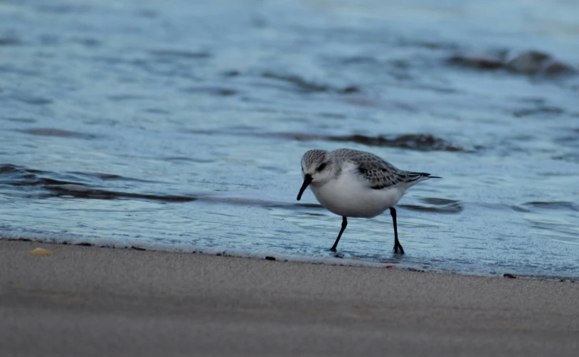 a close up of a bird near water