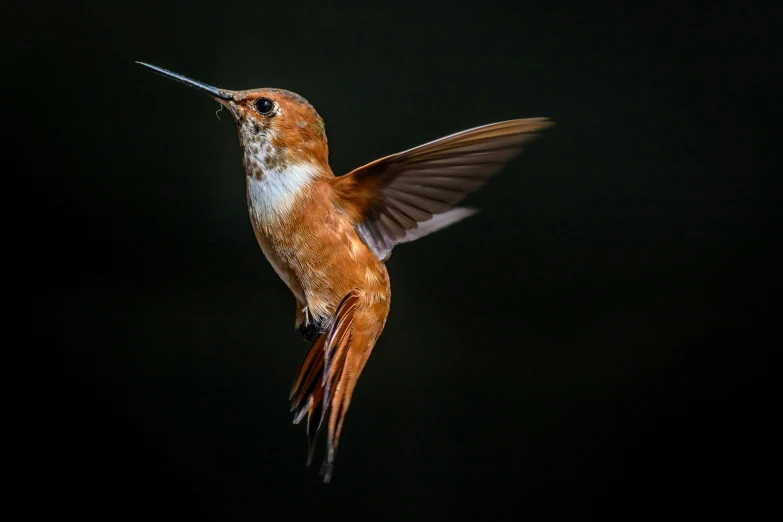 a small bird with brown feathers and a long beak