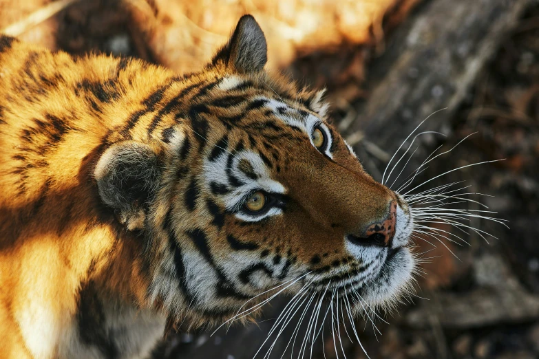 a tiger is staring towards the sky in an enclosure