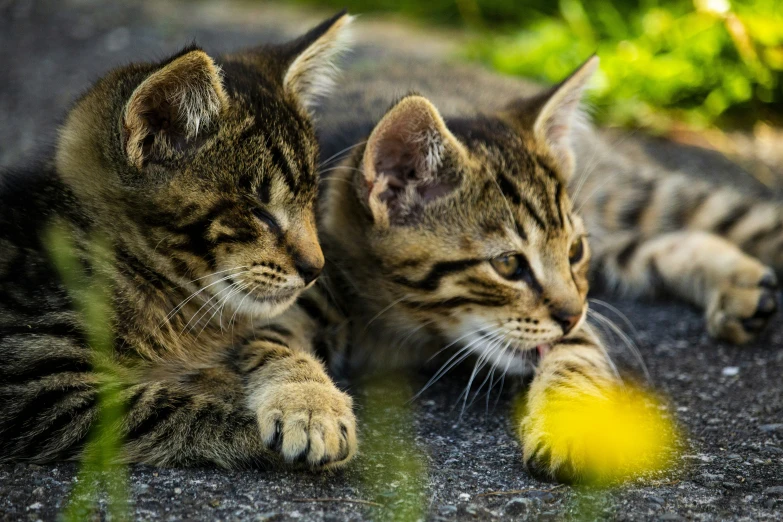 a couple of kittens playing with a toy outside