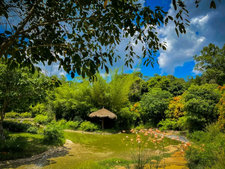 a stream runs through the jungle under a thatched hut