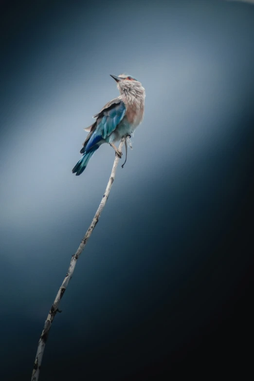 a bird perched on a dead nch looking for prey