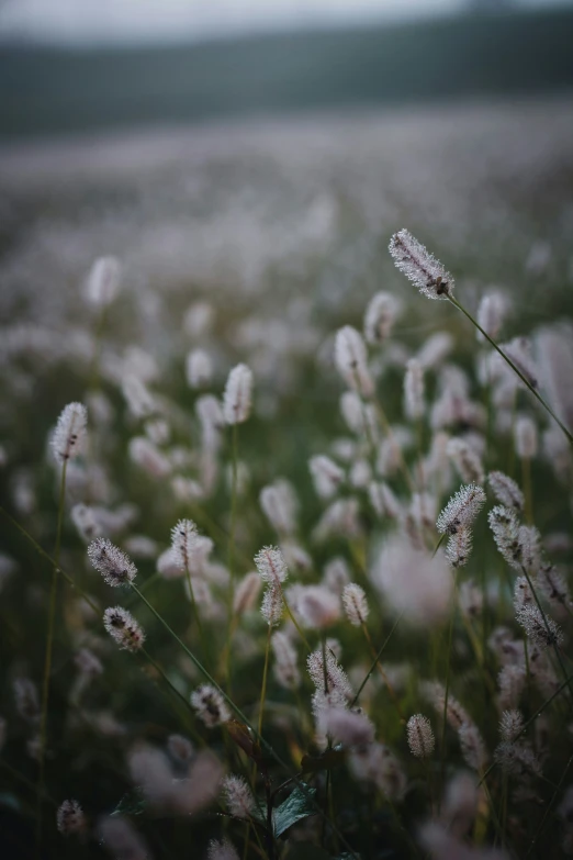 tall weeds are in a field with a cloudy sky