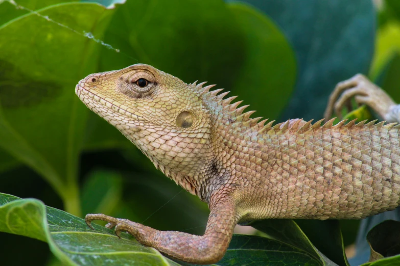 an adult lizard stands on top of a green leaf