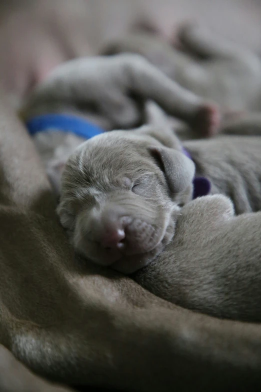 a puppy asleep on its side while wrapped up