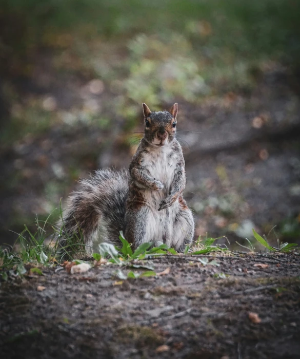 a little chipmun is sitting in the grass and looking up