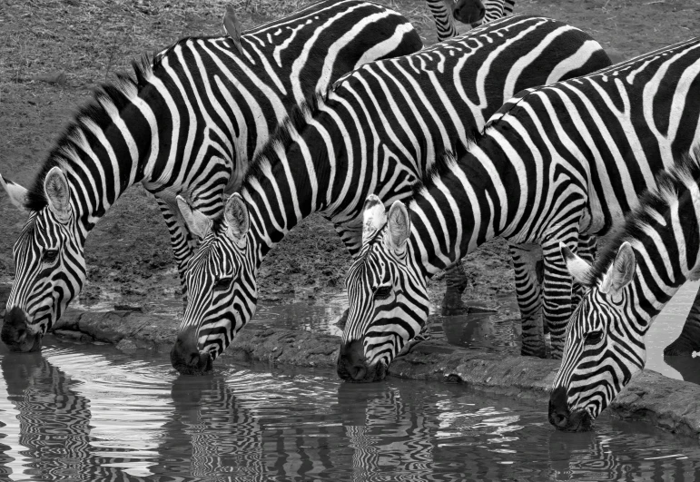 three zes standing close to each other in a water hole