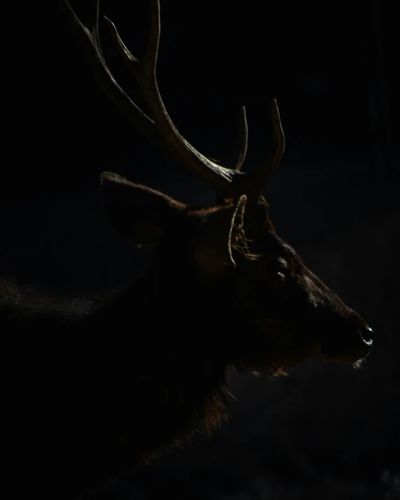 an animal with antlers in the dark on the side of its face