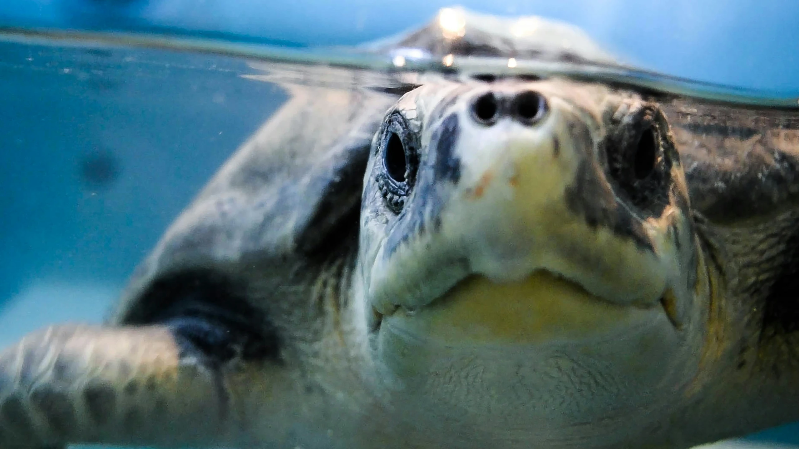 a small sea turtle is swimming under the water