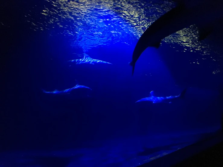 three dolphins swimming together in the blue water