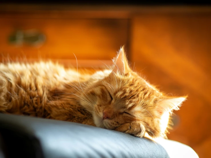 a cat is laying down on the arm of a chair