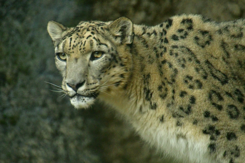 a close up of a snow leopard looking intently