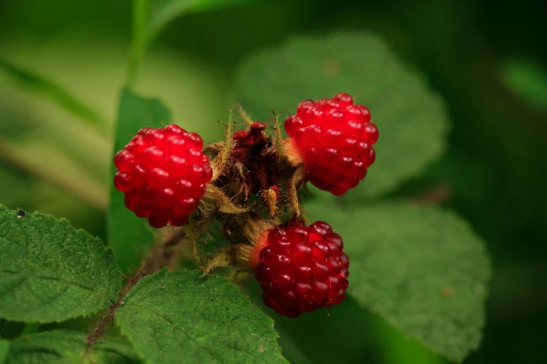 some raspberries on some leaves and some green leaves