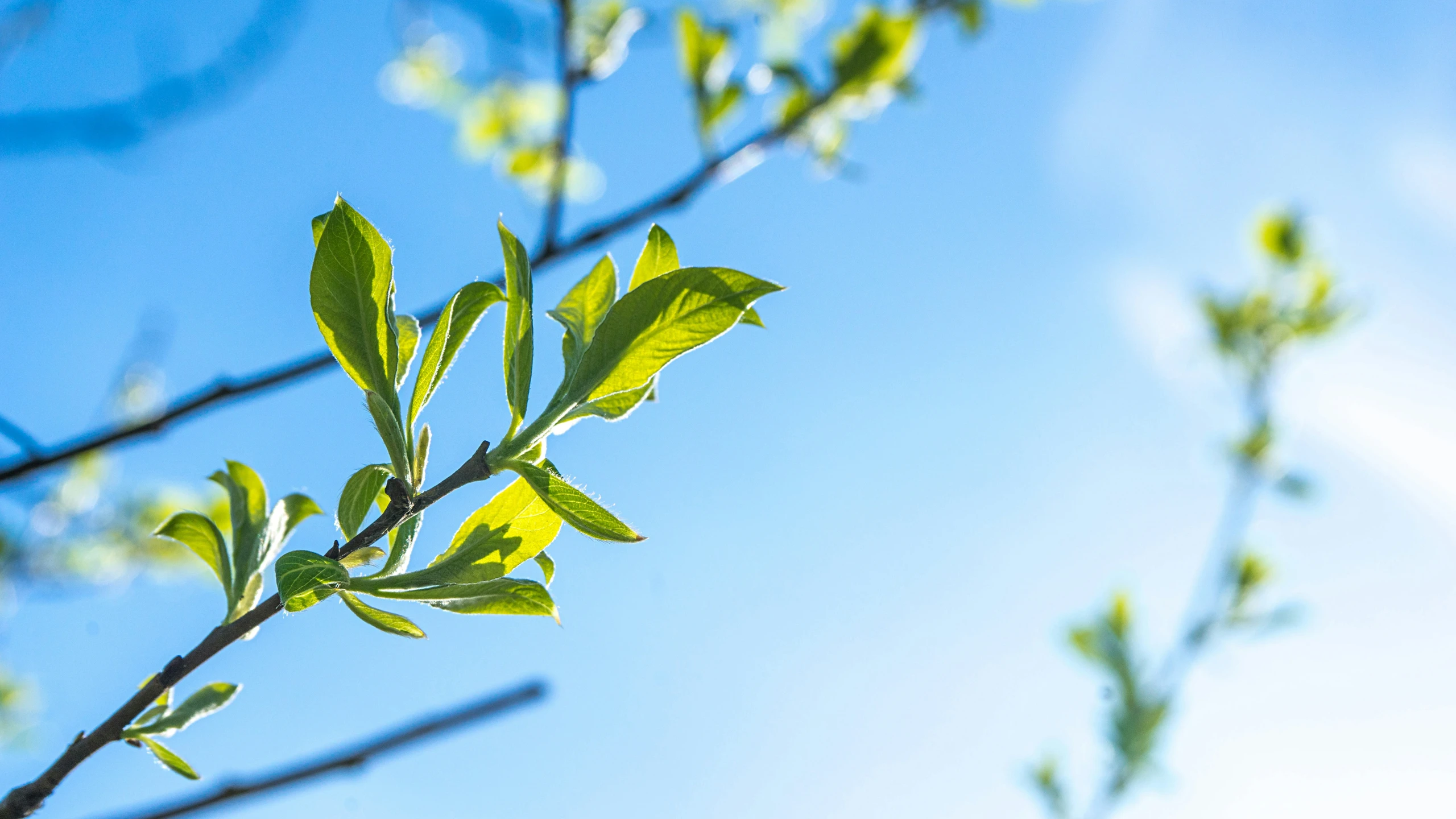 a close up view of some green leaves