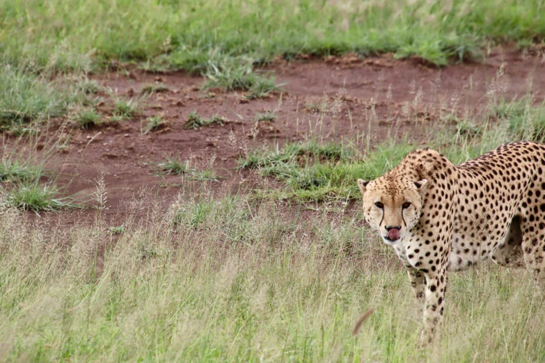 a cheetah standing in the tall grass next to some dead trees