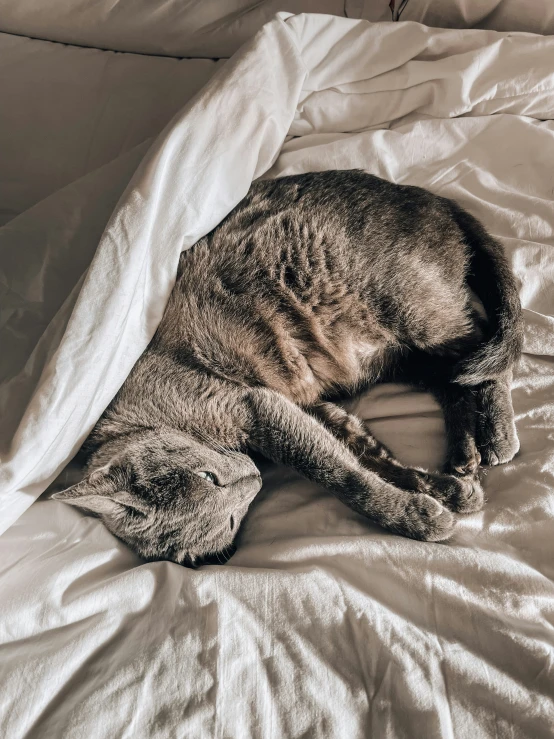 a cat sleeping on top of a white bed sheet