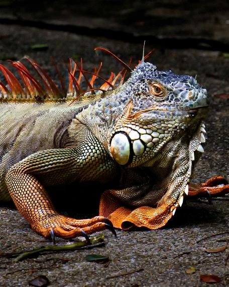 an iguana looking up at the camera