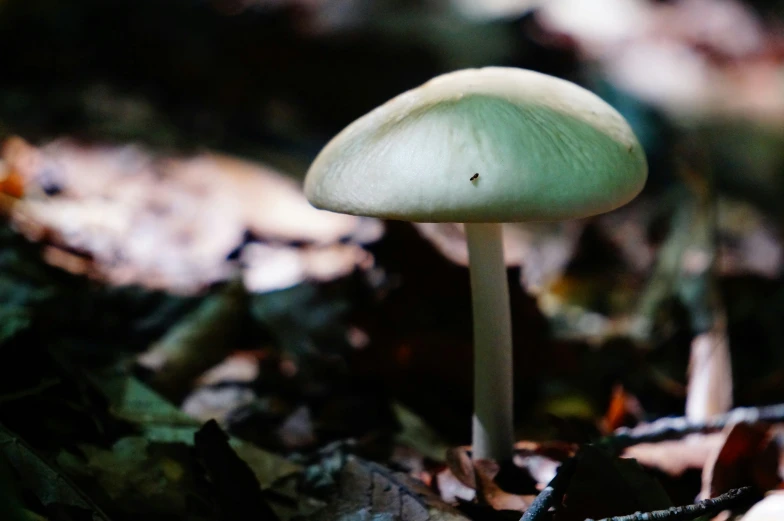 there is a mushroom in the forest