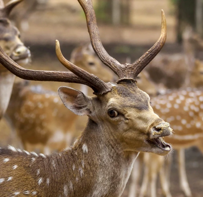 a large group of deer standing next to each other