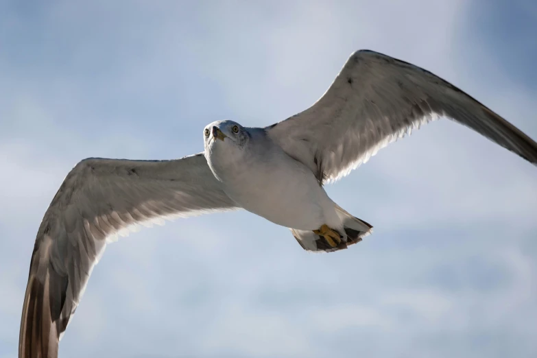 a white bird flying through the sky with its wings spread