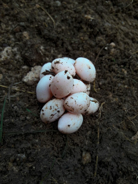 a pile of eggs are sitting on the ground