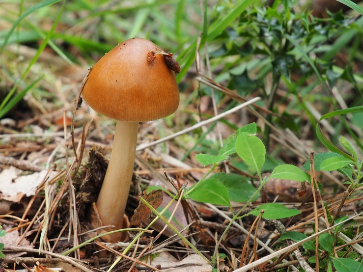 a small mushroom sits in the grass on the ground