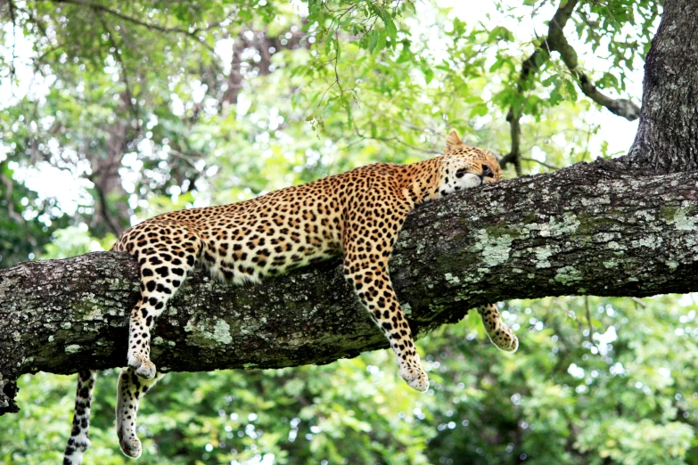 a leopard is sitting on the nch of a tree