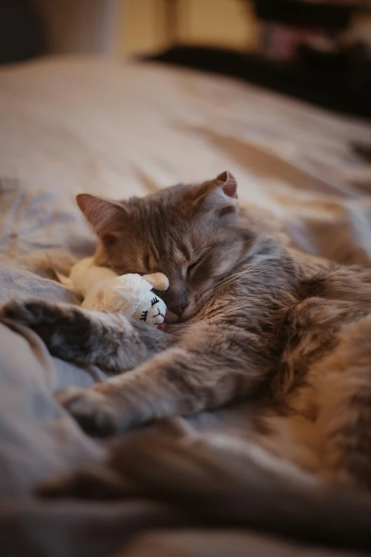 a cat laying down with a stuffed animal