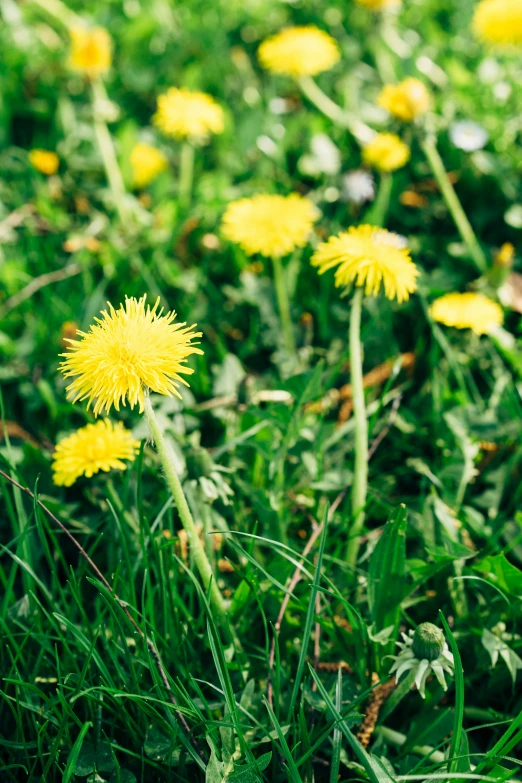 a bunch of yellow dandelions sitting in the grass