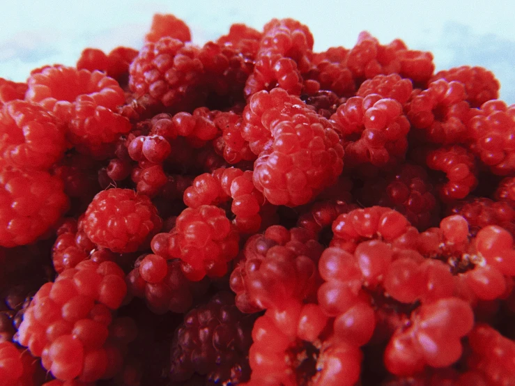 bunches of raspberries in the morning sun