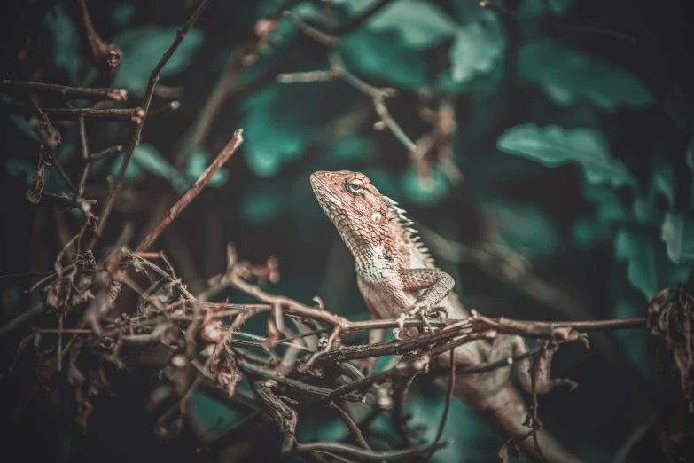 a lizard sitting on the nch of a tree