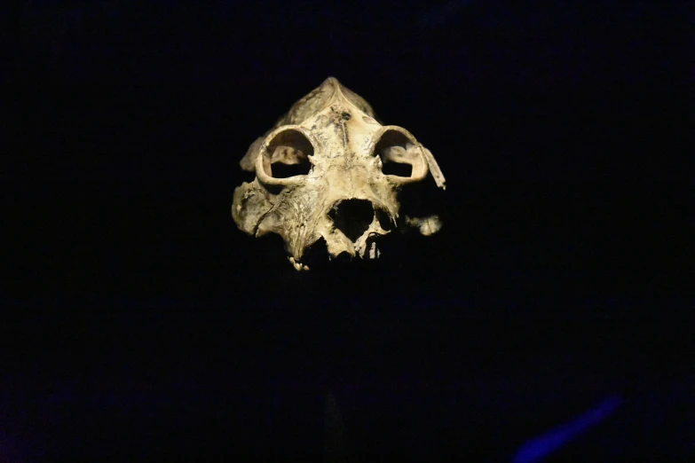 a close up of a bird's head with large teeth