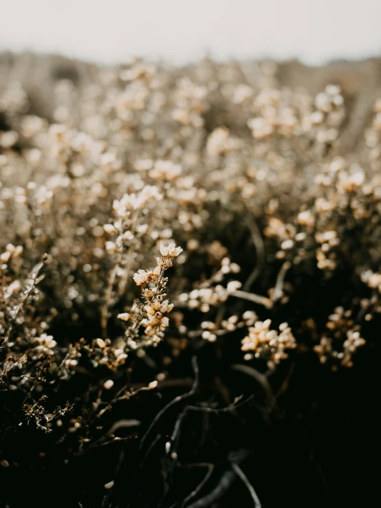 a group of flowers with lots of little white flowers