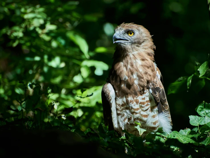 an owl sitting on a nch with leaves behind it