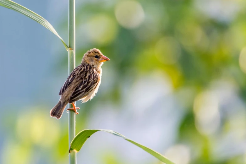 a brown and orange bird perched on a tall reed