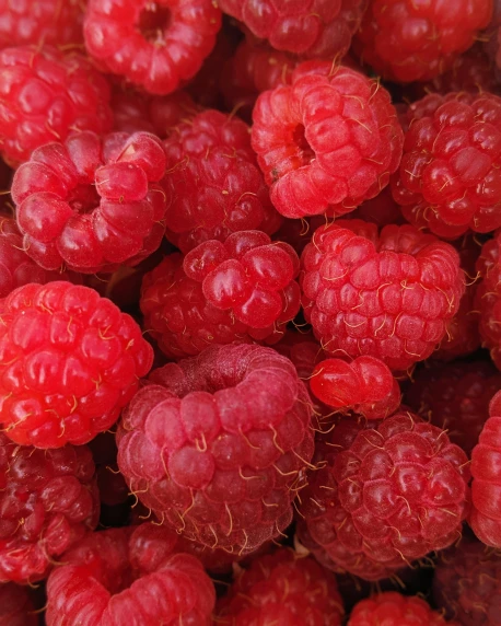 a close up view of raspberries, which are ripe and still