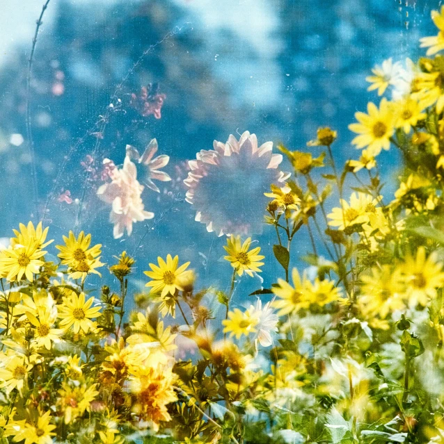 a field of flowers and leaves behind glass