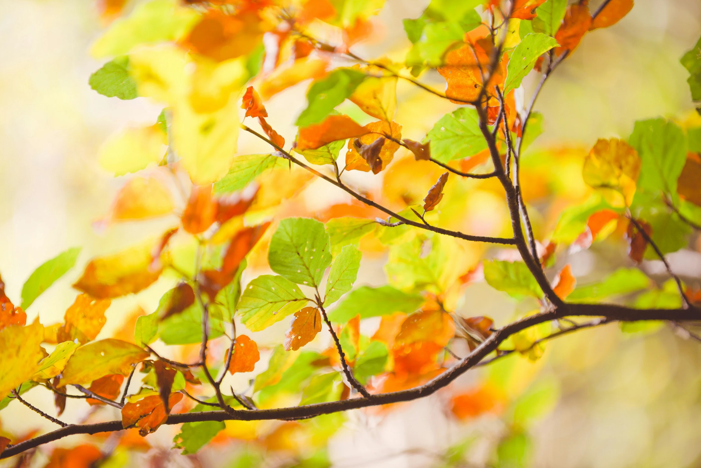 some orange and yellow leaves a nch and the sky