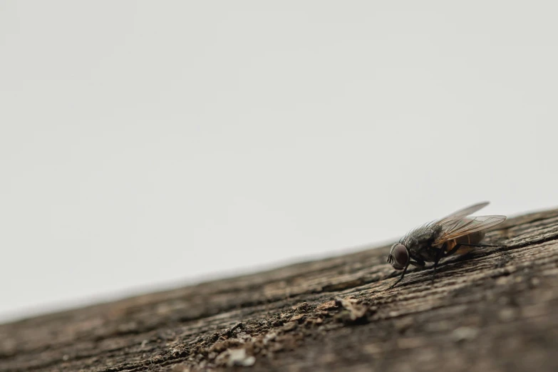 a fly sitting on the edge of a plank