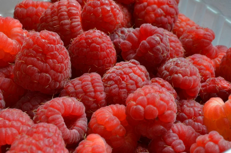 large cluster of fresh raspberries in white plastic bins